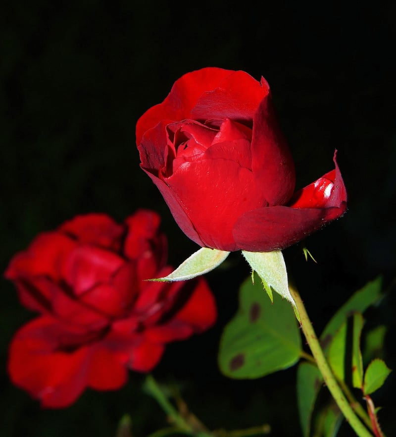 Garden with Roses